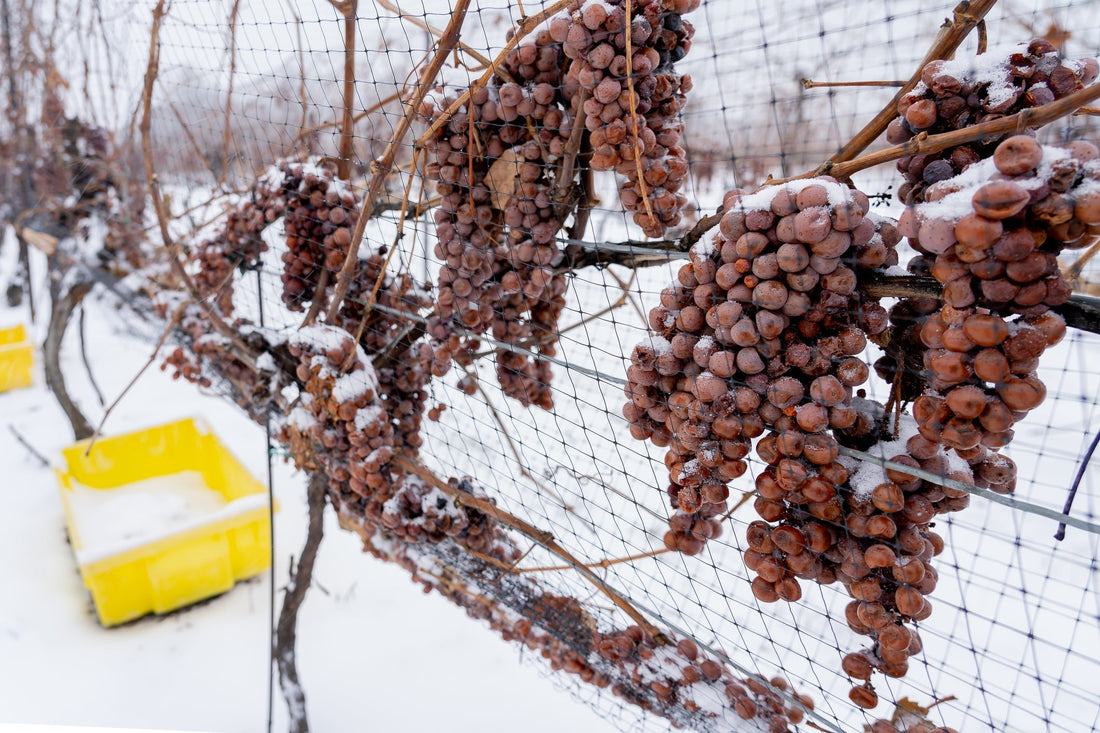 Ice Wine: il nettare ghiacciato della natura