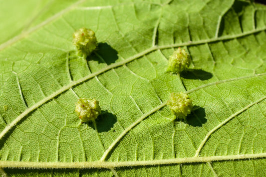 La Fillossera: Il Parassita che Ha Cambiato per Sempre la Viticoltura