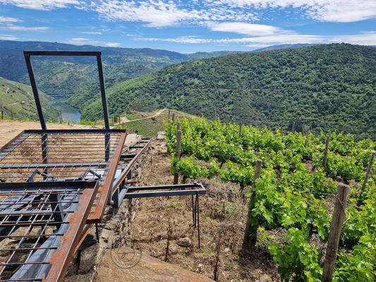 Vini estremi: la viticoltura eroica tra montagne, isole e condizioni proibitive